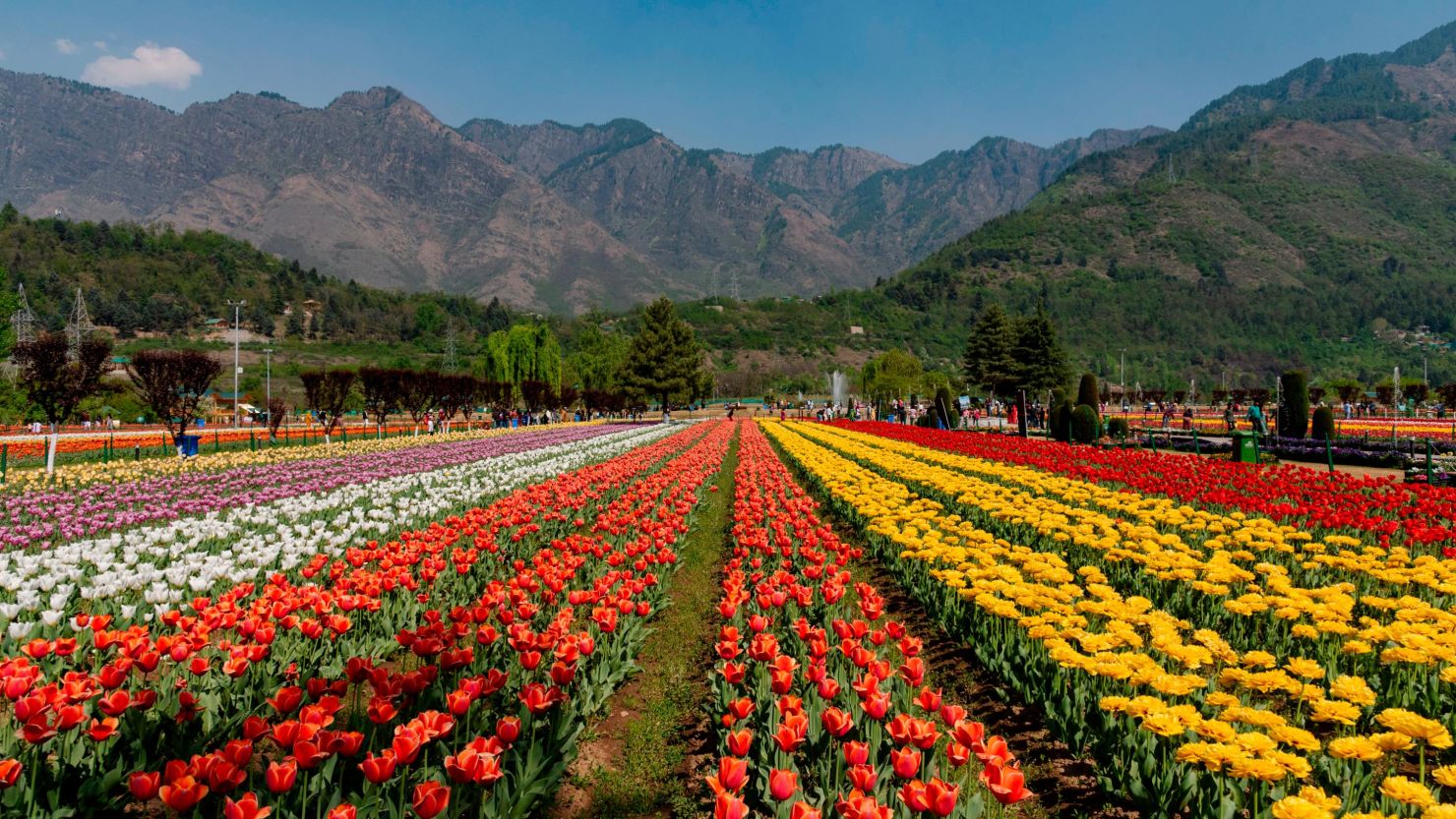 Tulip Garden - Asia's Largest Tulip Show